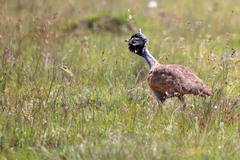 Eupodotis caerulescens