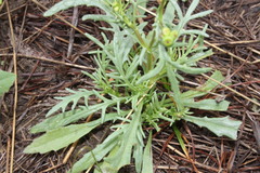 Senecio brigalowensis