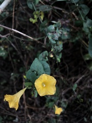 Ipomoea microsepala