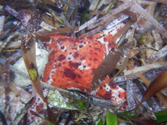 Anthaster valvulatus