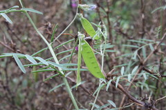 Vicia monantha