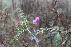 Vicia monantha