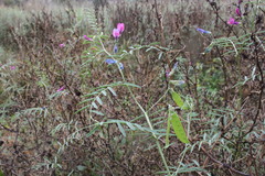 Vicia monantha