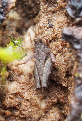 Image of Otumba scapularis