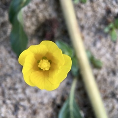 Ludwigia peploides montevidensis