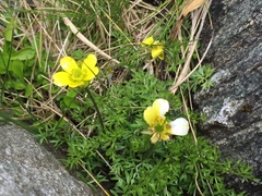 Ranunculus sericophyllus