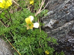 Ranunculus sericophyllus