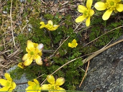 Ranunculus sericophyllus
