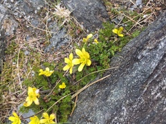 Ranunculus sericophyllus