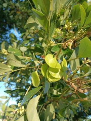 Ateleia gummifera