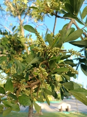 Ateleia gummifera