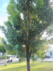 Ateleia gummifera