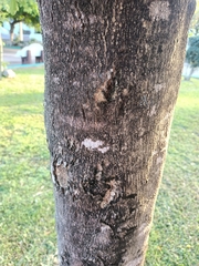 Ateleia gummifera