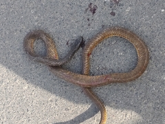 Chironius laevicollis