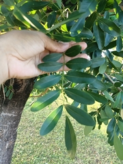 Ateleia gummifera