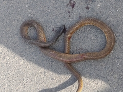 Chironius laevicollis