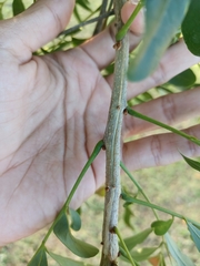Ateleia gummifera