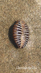 Jenneria pustulata