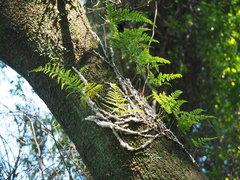 Davallia griffithiana