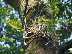 Davallia griffithiana
