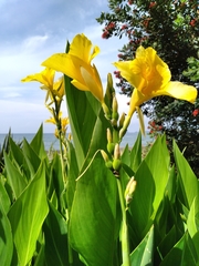 Canna flaccida