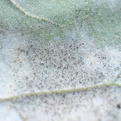 Erysiphe abbreviata