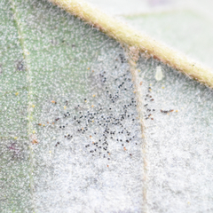 Erysiphe abbreviata