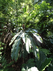 Alpinia uraiensis