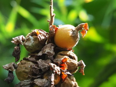 Alpinia uraiensis
