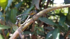 Neodythemis