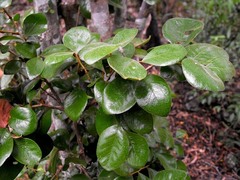 Planchonella myrsinoides