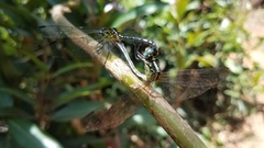 Neodythemis