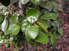 Planchonella myrsinoides