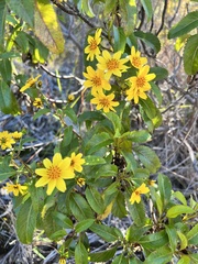 Bidens hawaiensis