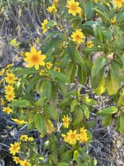 Bidens hawaiensis