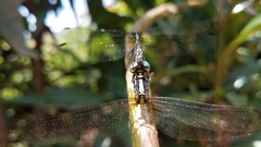 Neodythemis