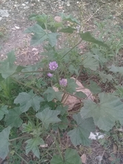 Malva sylvestris