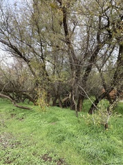 Salix laevigata
