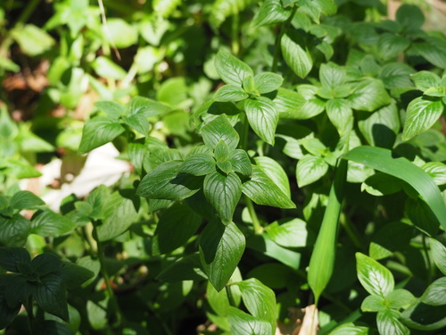 Image of Winged False Buttonweed (Spermacoce latifolia) by no rights reserved