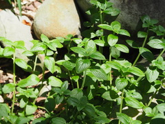 Spermacoce latifolia