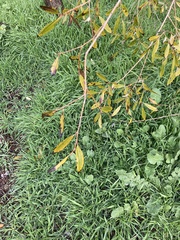 Salix laevigata
