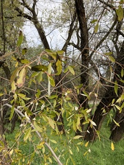 Salix laevigata