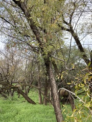 Salix laevigata
