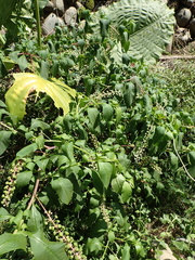 Phytolacca americana