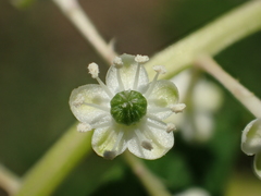 Phytolacca americana