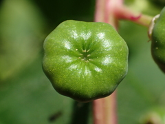 Phytolacca americana