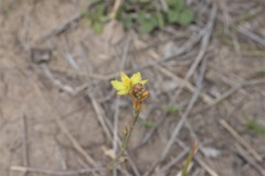 Bulbine alata