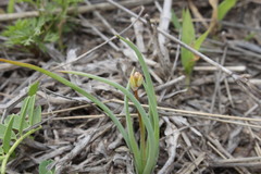 Bulbine alata