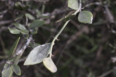 Capparis lasiantha