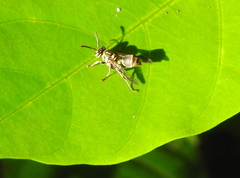 Ropalidia flavopicta